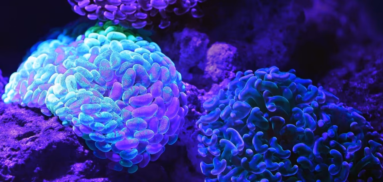 marine-biotechnology-market-size Marine biotechnology market size 2026 chart showing .29 billion in marine-derived drug revenue by product, Marine-derived drugs revenue 2026 with 90.8% auristatin ADC share and MDSCI concentration reading of 8,283