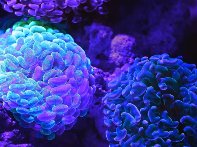marine-biotechnology-market-size Marine biotechnology market size 2026 chart showing .29 billion in marine-derived drug revenue by product, Marine-derived drugs revenue 2026 with 90.8% auristatin ADC share and MDSCI concentration reading of 8,283